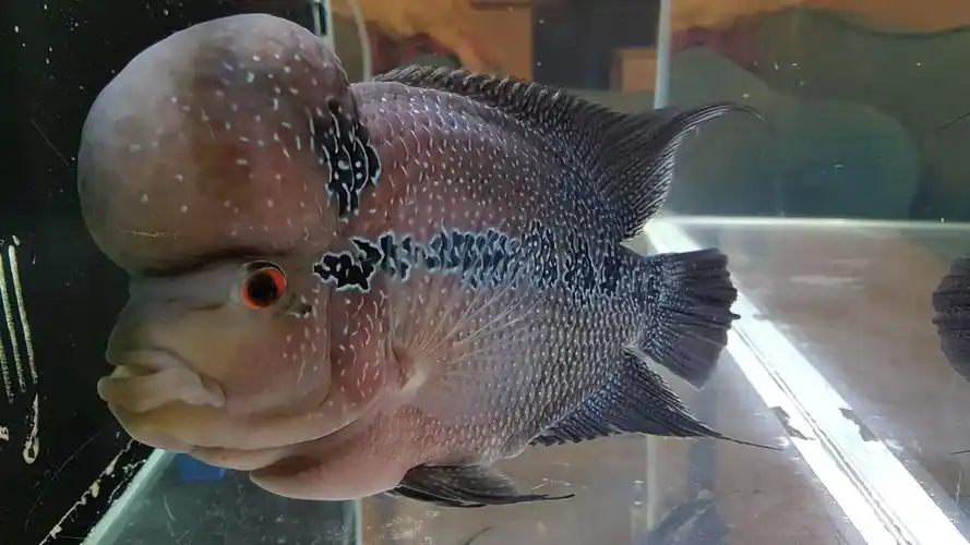 罗汉鱼多少钱一条(罗汉鱼英文是什么) - 价格百科