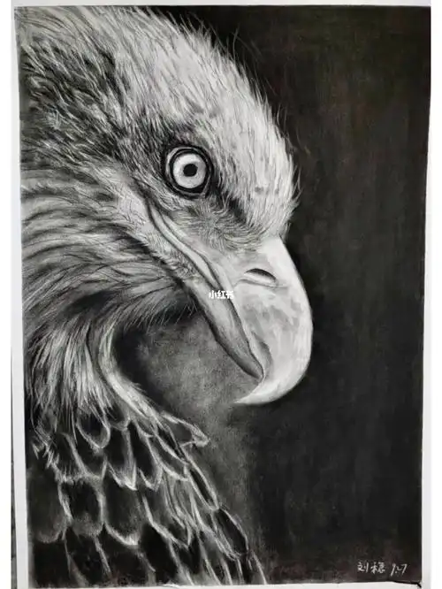 精微素描老鹰