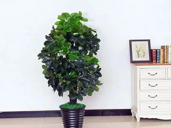 1绿萝绿萝是一种养殖起来非常简单的植株,将其放在大门处的地方也是