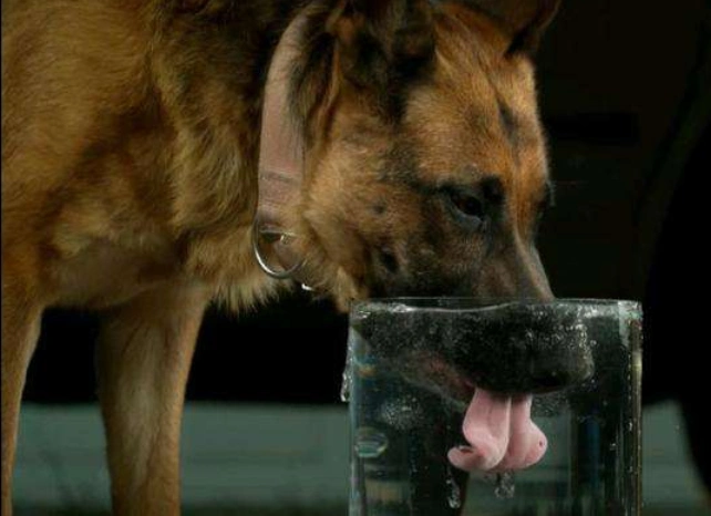 狗喝水是用舌头舔吗?把镜头放慢50倍,网友:涨知识了!