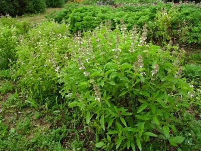 【图】九层塔种植 九层塔的功效与作用