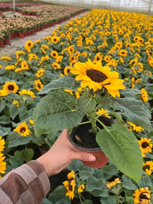 1,外形特点:叶片为广卵形,正反两面都长有绒毛,叶缘处还长有锯齿,且