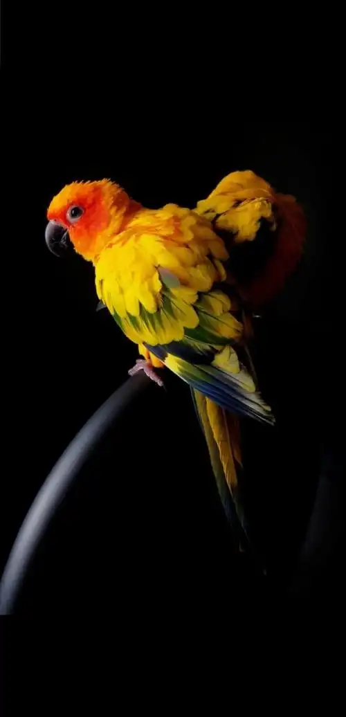 黑色背景鹦鹉图片