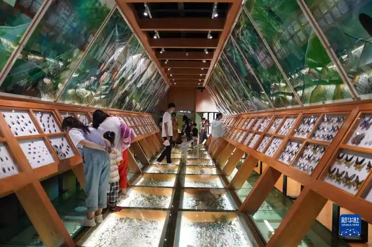 9月20日,参观者在昆明动物博物馆观看昆虫标本.