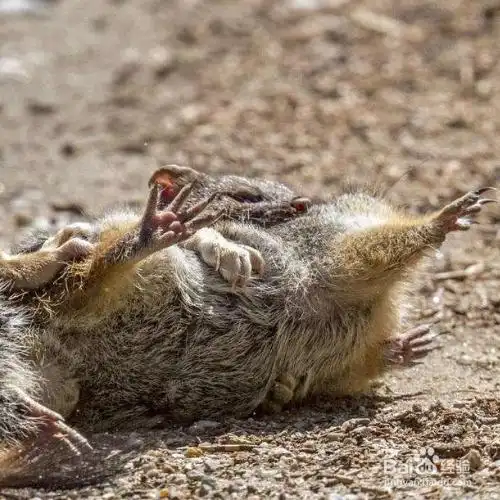 驱赶黄鼠狼最有效方法