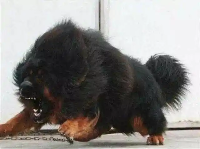 全世界这些狗咬死的人排前三:其中一种来自中国,被咬后不死也伤_藏獒