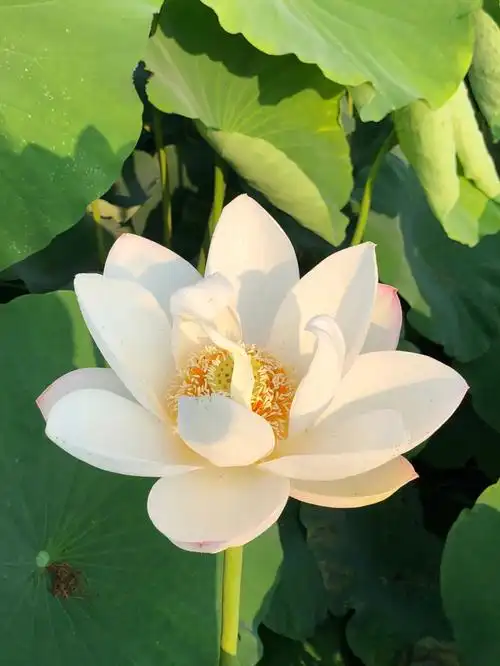 炎炎夏日,荷塘美丽的荷花竞相开放.天气炎热,荷花在悄然绽放.