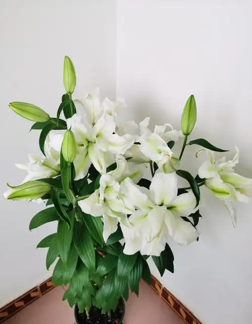 株型美观百合花属有100多个品种,目前还没有明确的分类系统,大部分是