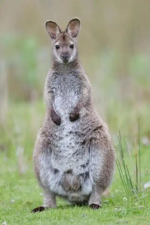 其实,这种小袋鼠的学名叫wallaby,和我们印象中的澳洲袋鼠kangaroo