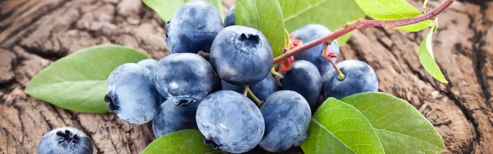 新鲜的蓝莓,叶子 壁纸 - 3840x1200 双屏全景