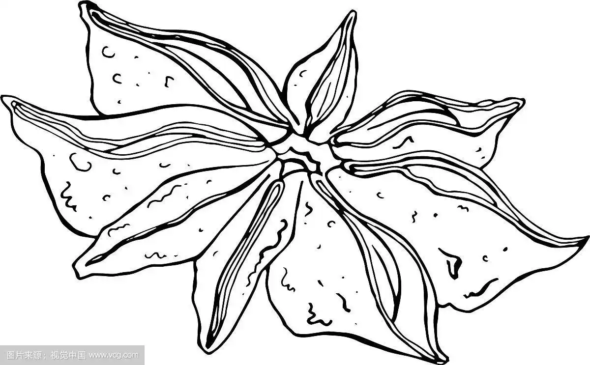 白底孤立调味八角