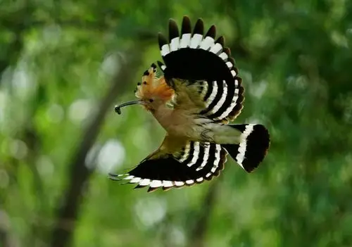 温榆河畔～～戴胜鸟育雏