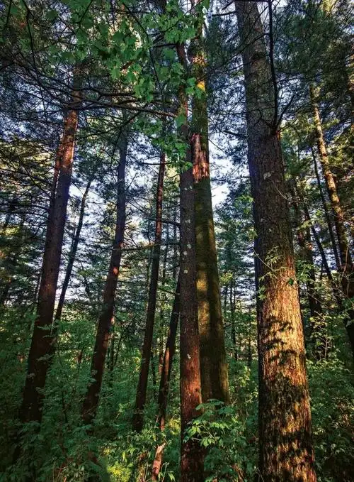 绿美白山行动|红松:东北的顶级乔木_澎湃号·政务_澎湃新闻-the paper