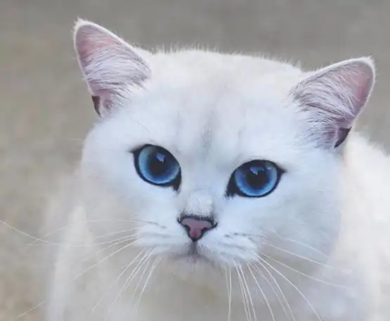 很美的渐层色,看上去似乎是银色的会发光一样,配上它那双蓝色的眼睛