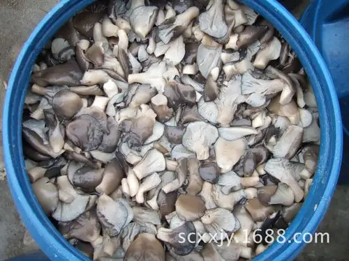 供应一级(s级)内销欧标日标姬菇1