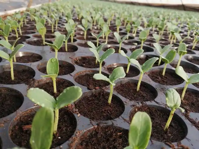 吃得好,住的好.甜瓜小幼苗一天一个样.