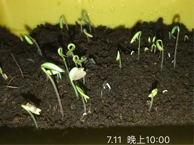 观察日志百日草和硫华菊的夏天