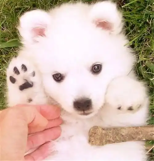 一大波儿萨摩耶小奶狗"出锅"啦,这些小可爱萌得我心都要融化了
