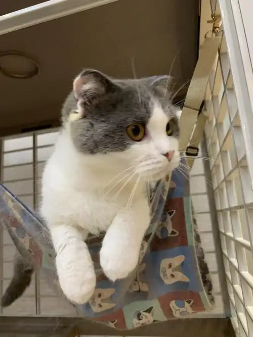 英短蓝白折耳猫,超级可爱 想带回家