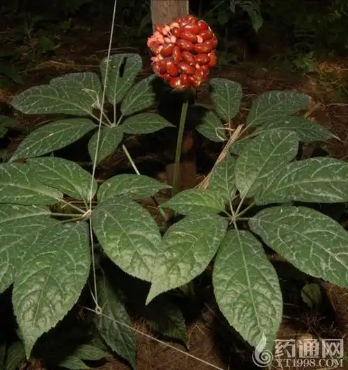 首页 药材知识  正文    三七是五加科多年生草本植物三七的干燥根.