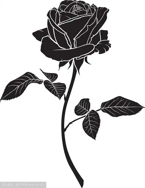 玫瑰的剪影