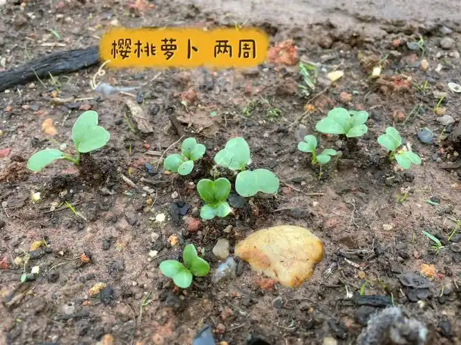 樱桃萝卜成长记