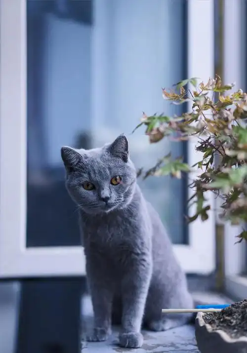 英短蓝猫:可爱的蓝色小胖子