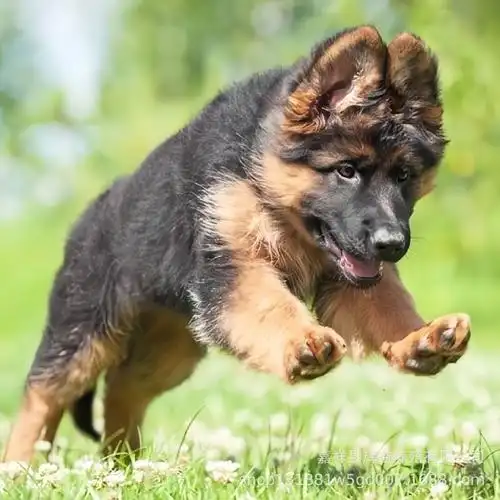 纯种德国牧羊犬活体平背弓背德牧幼犬放羊狗瑞士牧羊犬白德牧宠物