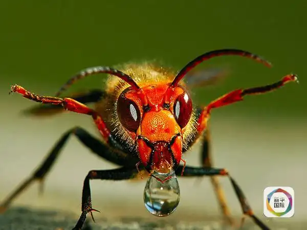 "蜘蛛侠"现实版:蜂蛰改变基因