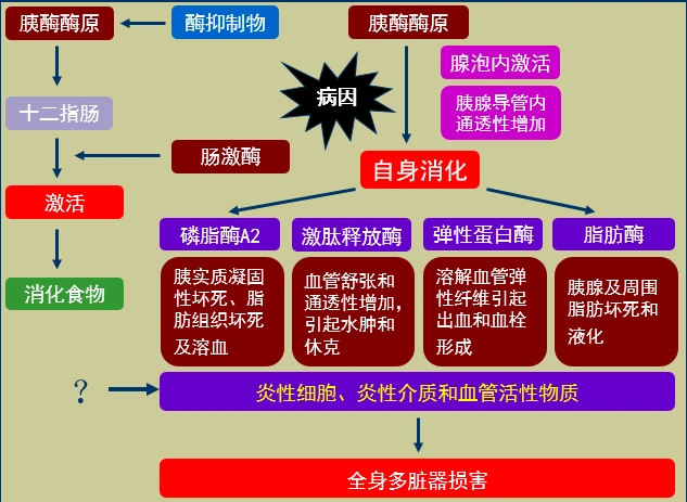 急性胰腺炎的发病机制  急性胰腺炎时,胰腺被破坏,细胞的物质被戳量