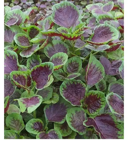 大圆叶红苋菜种籽种子黄白汗菜春季老品种汉菜四季蔬菜孑菜籽籽种花红