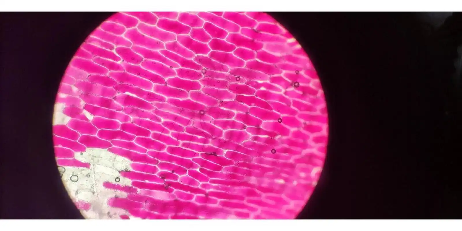显微镜下的洋葱表皮细胞 宏观下的普通,微观下的美丽.