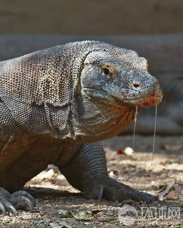 摄影师印尼拍摄科莫多巨蜥 大摇大摆霸气外露
