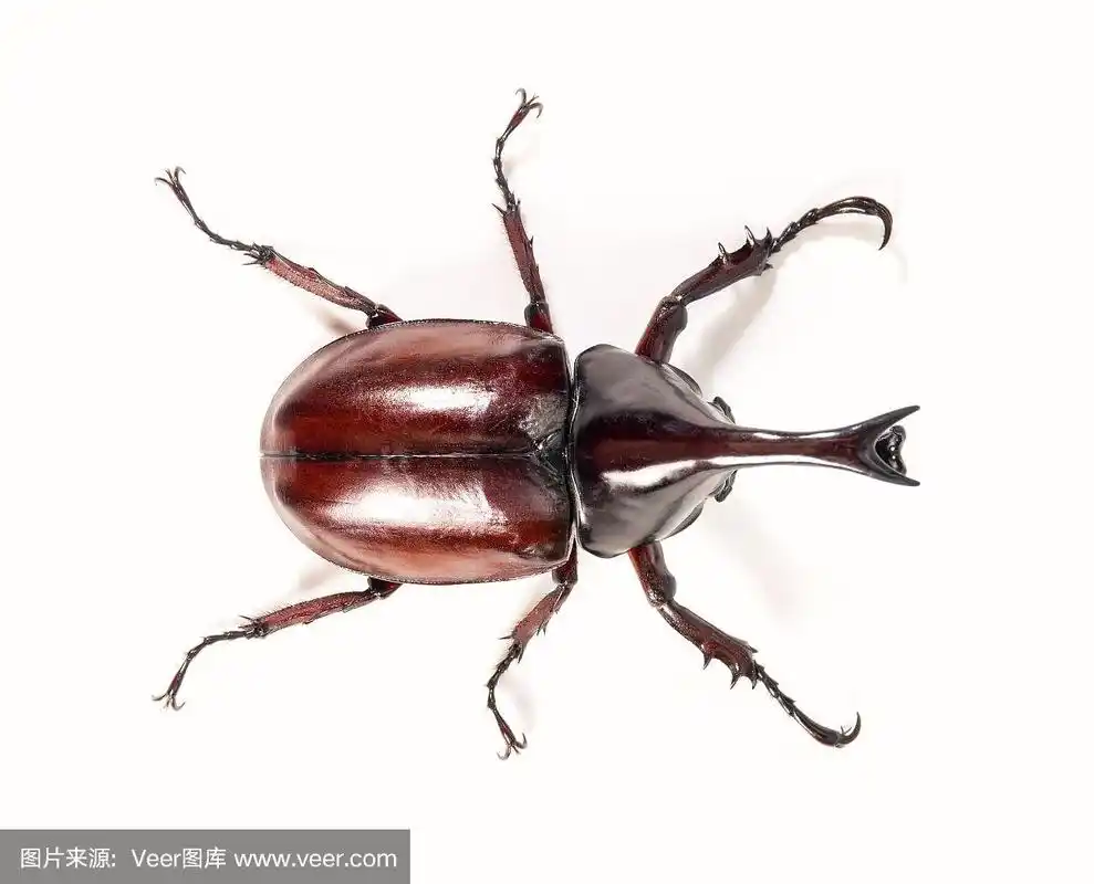 rhinoceros beetle