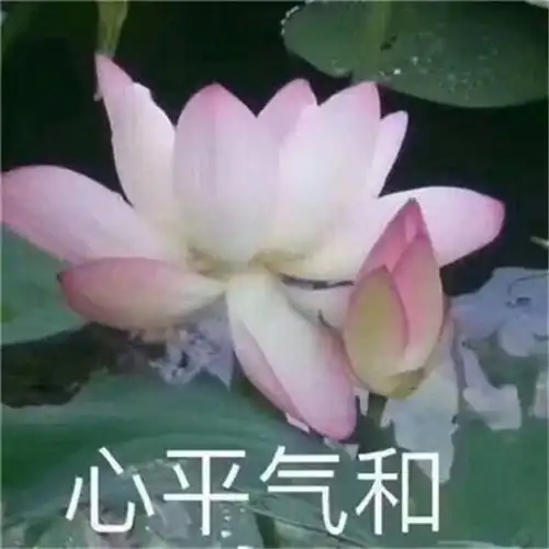 花开富贵头像