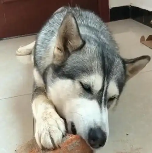 自己选的硬菜咯牙也要吃下去,于是二哈就抱起砖头使劲啃,把主人都看饿