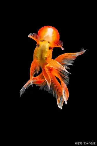 人们培养了上千年的金鱼在摄影师眼里和你眼里的样子一样吗?