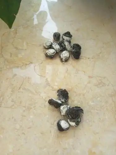 这是什么动物的粪便?昨晚没关窗户就出现在了飘窗床台上,在线等