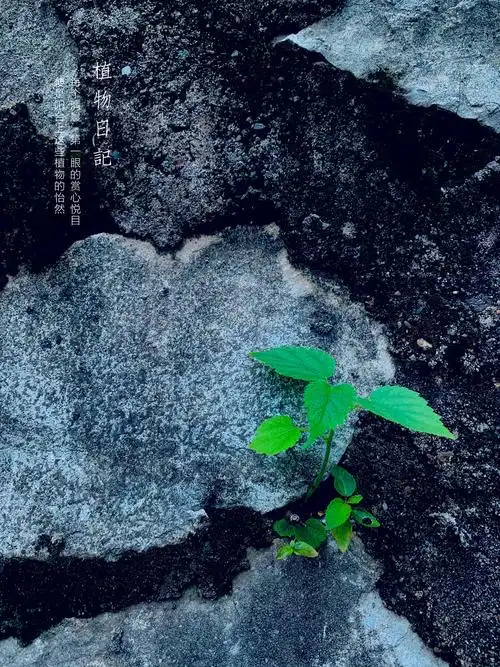 在经过一次次的考验,在经过一次次骄阳的磨练,坚强的小草挺直身子,迎