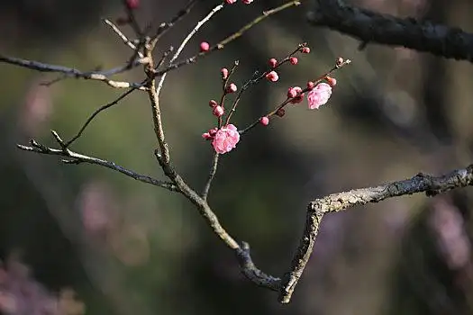 梅花枝条图片