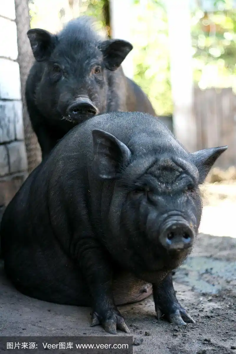 越南黑大腹猪.食草动物猪一个