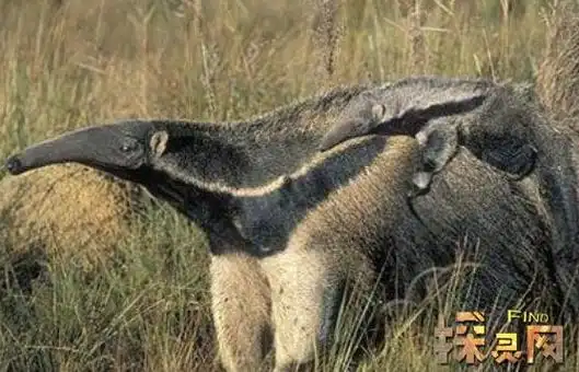 公牛蚁天敌—食蚁兽