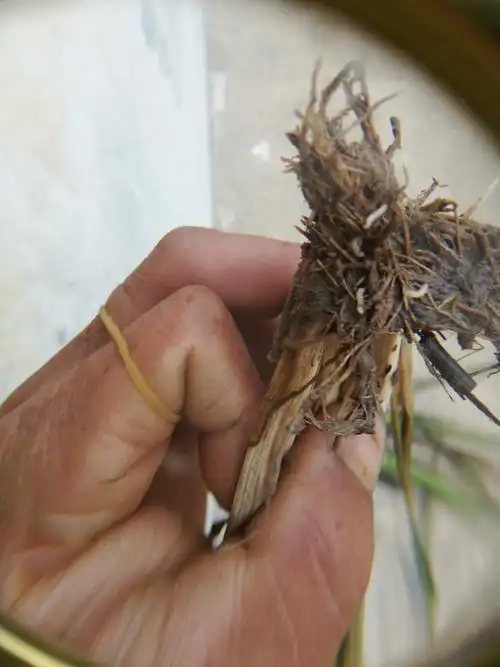 水稻田根蛆怎么防治急求