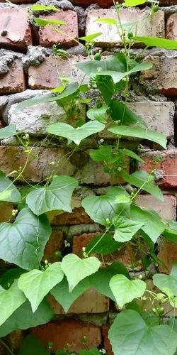 墙上的野藤