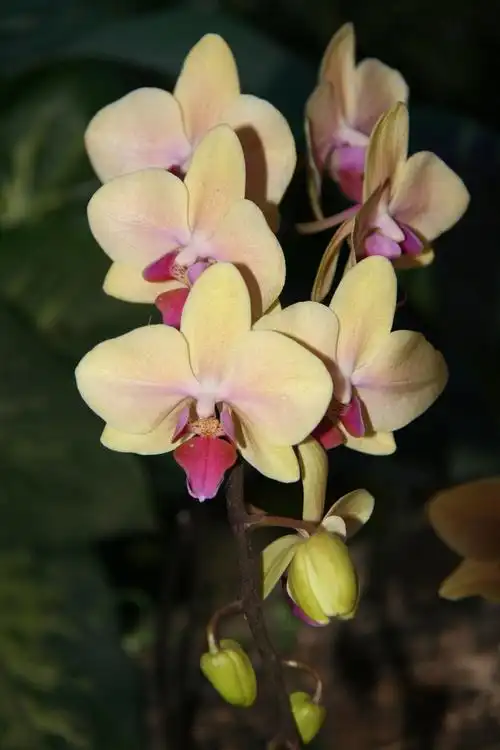 热带兰 牛眼看花(三)