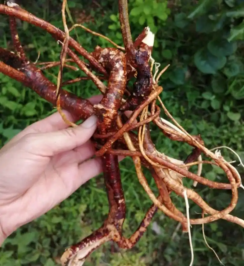 新鲜广东特产野生五指牛奶根煲汤五指毛桃