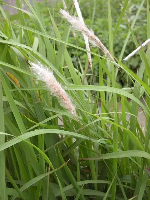 农村常见的十种止血野草流血了敷上去很管用