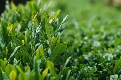 茶叶通史 | 明代名茶_屠隆_蒙顶_六安