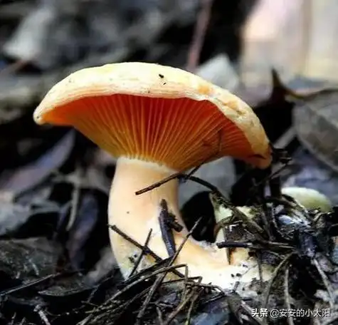 云南可食用野蘑菇图片大全(一起来回温一下那些美味的吧) - 胖萌舍