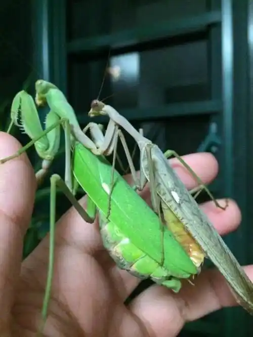 非洲绿巨螳螂
